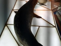 -上海自然博物馆