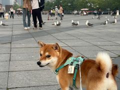 -东港音乐喷泉广场