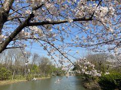 -高东镇樱花园