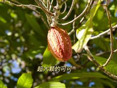 -热带雨林自然公园