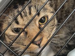 -瑞派·关忠动物医院·猫专科·犬专科(三环新城店)