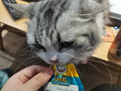 -李小姐の猫咖啡馆(五角场店)