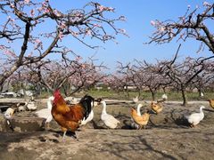-樂桃源奉贤黄桃种植采摘基地