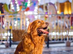 -超宠爱宠物摄影-Super pet