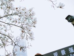 -陆家嘴中心绿地