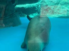 -海合安成都极地海洋公园