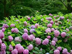 -上海共青森林公园