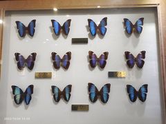 -上海昆虫博物馆