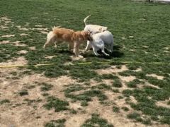 -趣玩宠物乐园寄养训犬训狗游泳池