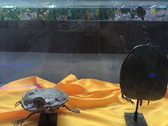 -诸城市恐龙博物馆