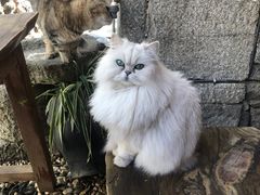 -喵屿·大理花园猫咖