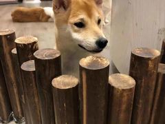 -浣熊柯尔鸭土拨鼠·电玩咖