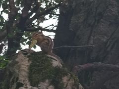 -牛背梁国家森林公园