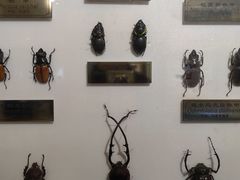 -上海昆虫博物馆