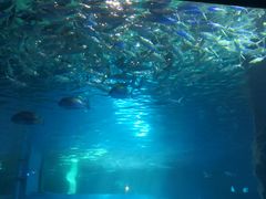 -北戴河圣蓝海洋公园