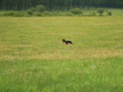 -塞罕坝国家级自然保护区