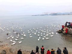 -烟墩角天鹅湖