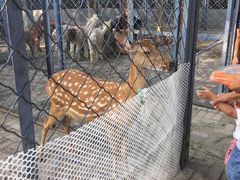 -长白岛森林公园