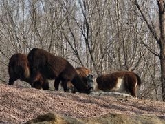 -北京野生动物园