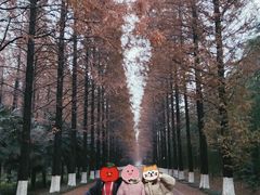 -黄海国家森林公园