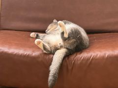 -MOCHA明星猫咖(田子坊店)