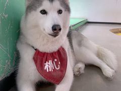 -Husky Go! 哈士奇体验馆·宠物咖啡厅狗咖