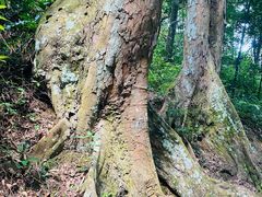 -广州市流溪河国家森林公园