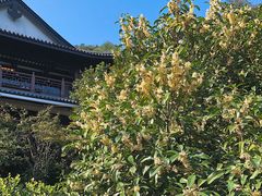 -十八棵（老龙井）御茶园(老龙井店)