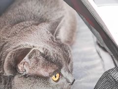 -佳怡动物医院·平价24小时·猫专科骨外科