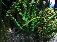 -暹罗海洋世界
