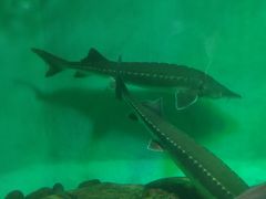 -太平洋海底世界