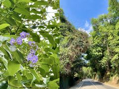 -梧桐山风景名胜区