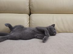 -安安宠医宠物医院·异宠·犬猫内科(岳阳分院)