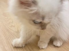 -有喵·猫咖·狗咖·30几只猫10只小狗(岗厦店)