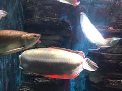 -多彩贵州城极地海洋世界