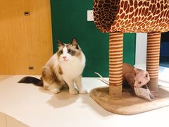 -飞行喵MR PILOT|猫舍·猫咖(静安大融城店)