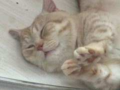 -囡的喵喵酱·萌宠生活馆·宠物洗护美容(胶州路店)