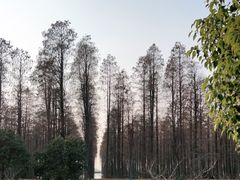 -渌洋湖湿地公园