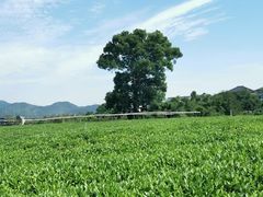 -龙坞茶村