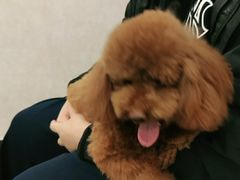 -宠爱国际动物医院(德胜门店)