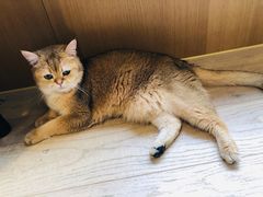 -CAT’S MEWSTAR CAFE·喵星球猫屋(晴湾咖啡店)