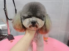 -宠福鑫康馨动物医院·骨科·眼科