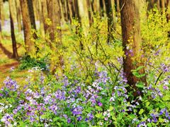 -上海共青森林公园