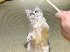 -逗柴咖啡屋·狗咖猫咖宠物桌游