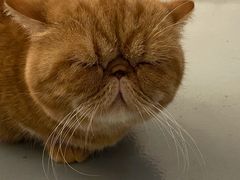 -猫友咖啡店(玉林西路店)