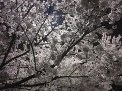 -武汉大学-樱园