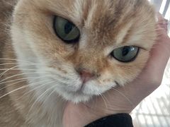 -十月米努特矮脚猫舍