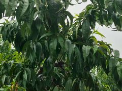 -老袁家蜜桃农场·阳山水蜜桃