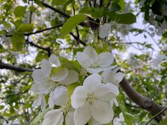 -海棠花溪(元大都城垣遗址公园)