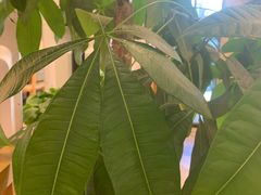 -德克士(宽甸店)